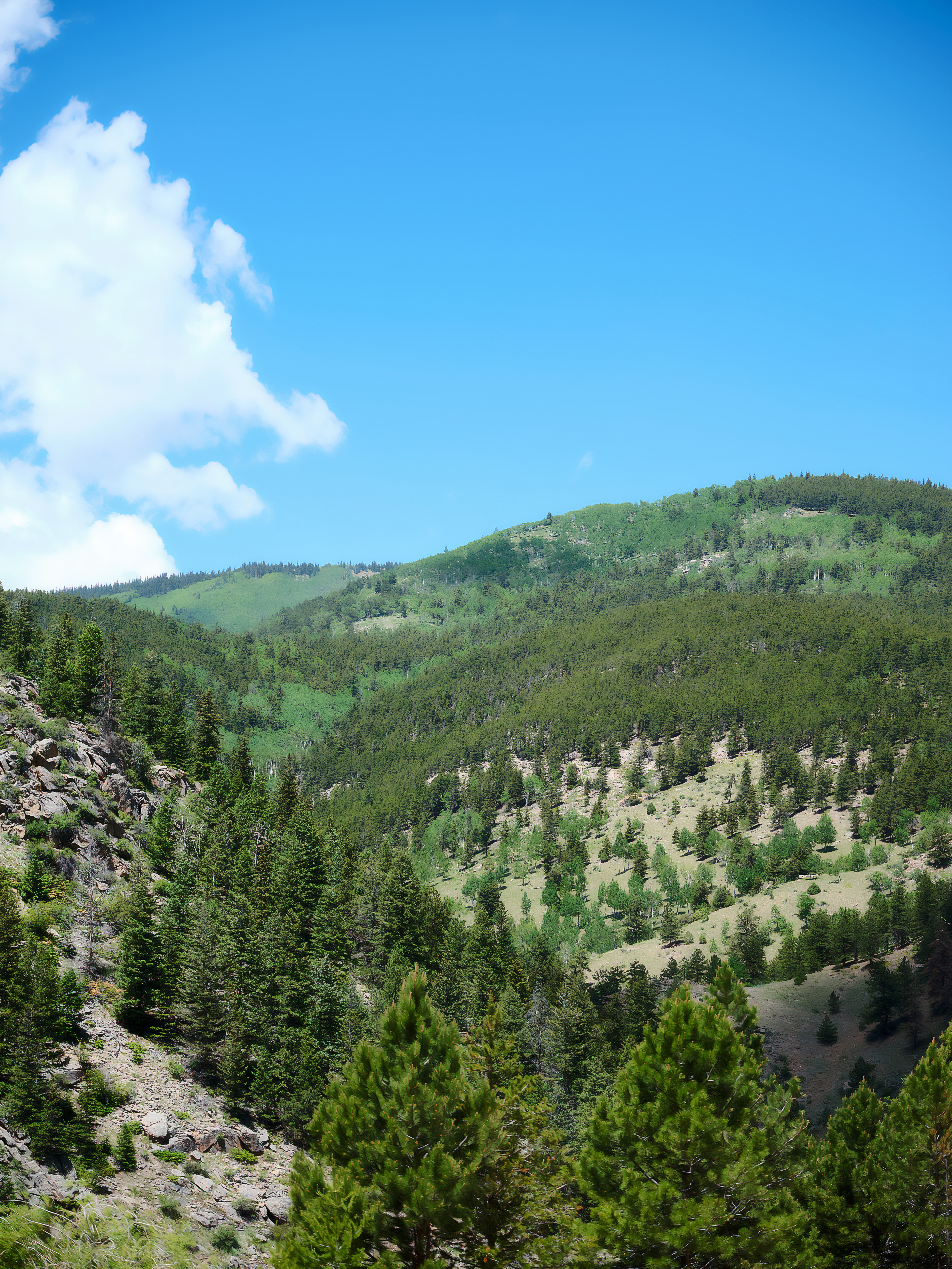 Arapaho National Forest